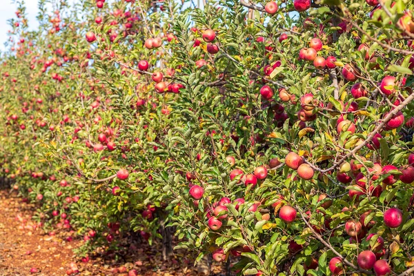 En fruktträdgård med äppelträd beströdda med mogna äpplen. Skörda. Golanhöjderna. Israel — Stockfoto