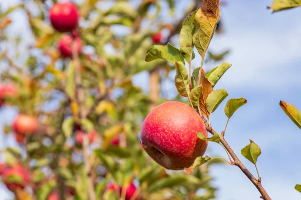 Mogna röda äpplen närbild. Skörda. Golanhöjderna. Israel — Stockfoto