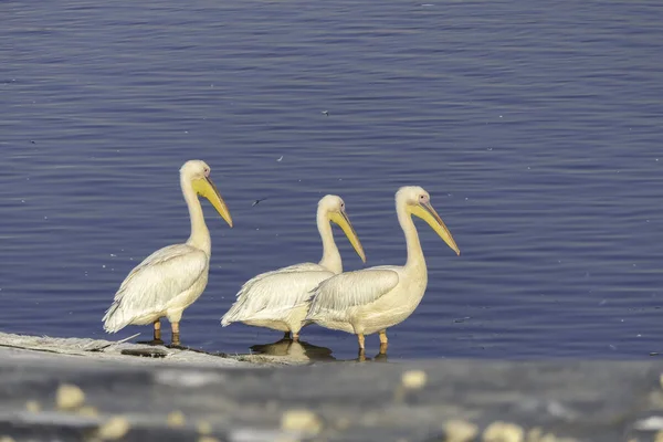 Grandes pelicanos brancos parando em Israel durante a migração. — Fotografia de Stock