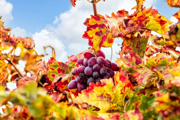 A bunch of ripe grapes closeup among colorful leaves. Selective focus. — Stock Photo, Image