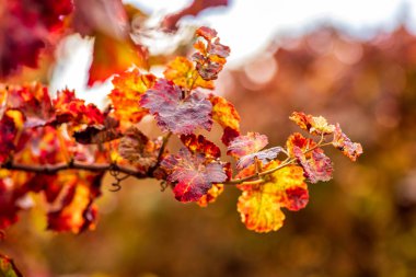Üzüm bağında renkli sonbahar yaprakları olan üzümler.