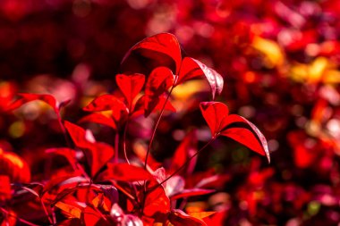 Kırmızı yapraklı bitkilerin sonbahar arkaplanı. Seçici odaklanma. Düş