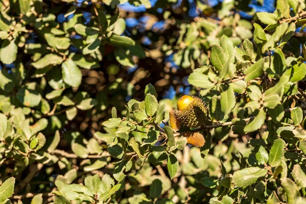 緑の葉の間にアコーンのあるオークの木の枝 — ストック写真