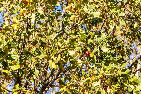 Ветви дуба с желудями среди зеленой листвы — стоковое фото