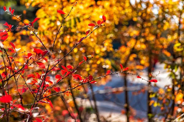 Fond d'automne. Plante aux feuilles rouges et jaunes. Concentration sélective. Chute — Photo