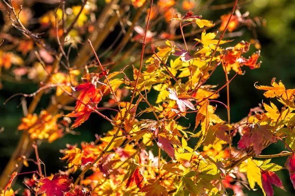 Sfondo autunnale. Pianta con foglie rosse e gialle. Concentrazione selettiva. Caduta — Foto Stock