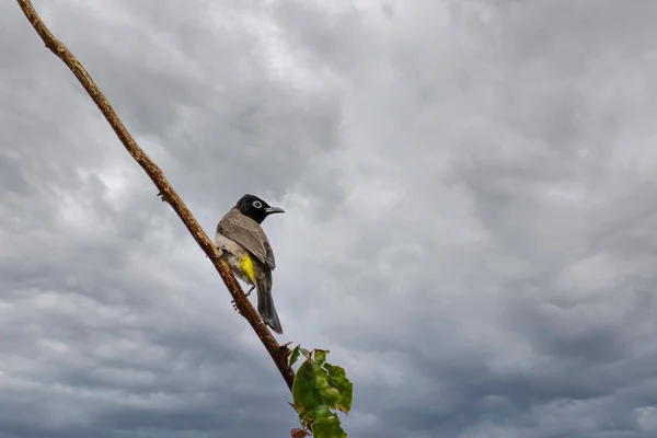 Fehér szemüveges Bulbul madár közelkép ül egy faágon a háttérben a viharos ég — Stock Fotó