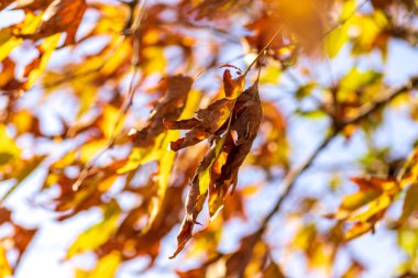 Düş! Çınar ağacının sonbahar sarı yaprakları rüzgarda gökyüzünün arka planına yakın. Seçici odak