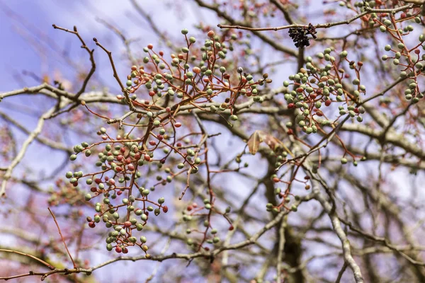 Ramas del árbol del pistacho de Terebinth con diversos grados de madurez de cerca. — Foto de Stock