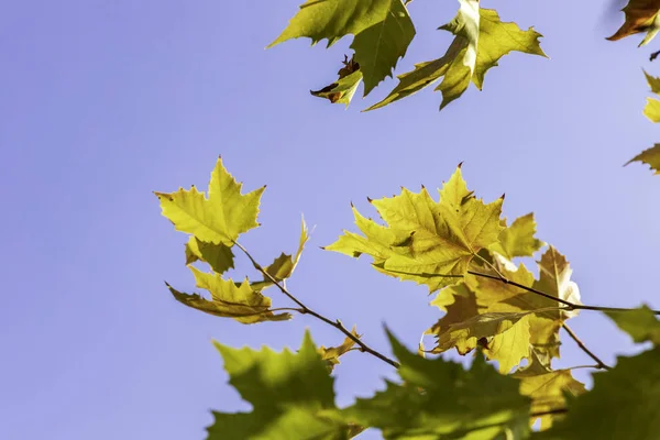 Sturz. Herbstgelbe Blätter der Platane in Nahaufnahme im Wind vor dem Hintergrund des Himmels. Selektiver Fokus — Stockfoto