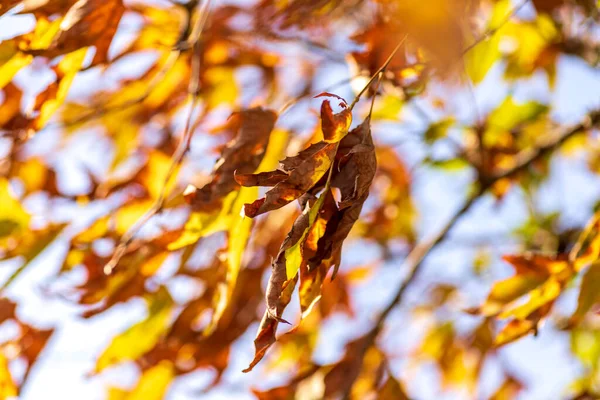 Düş! Çınar ağacının sonbahar sarı yaprakları rüzgarda gökyüzünün arka planına yakın. Seçici odak