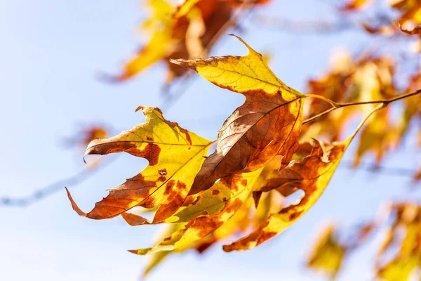 Sturz. Herbstgelbe Blätter der Platane in Nahaufnahme im Wind vor dem Hintergrund des Himmels. Selektiver Fokus — Stockfoto