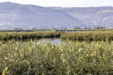 Gölün etrafında büyüyen bitki örtüsü suyun yüzeyine yansıyor..