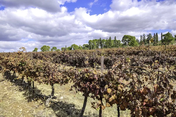 Vista das fileiras de arbustos de uva com folhas coloridas de outono na vinha — Fotografia de Stock