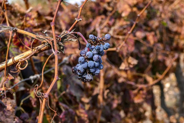 Un racimo de uvas secas maduras se acercan entre hojas coloridas. Enfoque selectivo. —  Fotos de Stock