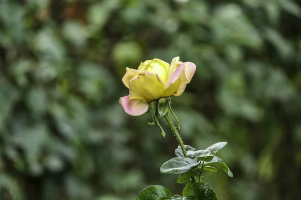 Seitenansicht einer gelb-rosa Blume Hybrid-Teerosen Nahaufnahme auf einem grün verschwommenen Hintergrund. Selektiver Fokus — Stockfoto