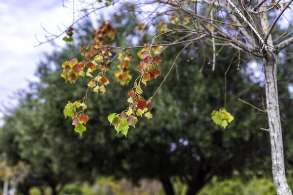 Υποκαταστήματα με πολύχρωμα φύλλα του φθινοπώρου Sapium sebiferum κινέζικα δέντρο αγρανάπαυση closeup. Επιλεκτική εστίαση — Φωτογραφία Αρχείου