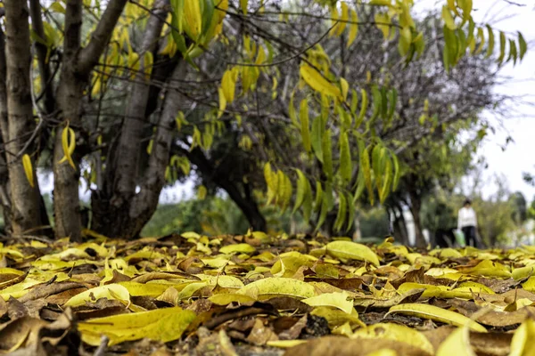 Árboles con hojas amarillas de otoño y follaje seco en el suelo. Enfoque selectivo — Foto de Stock