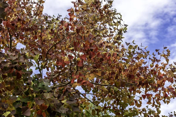 Sapium sebiferum 'un renkli sonbahar yapraklı dalları Çin Tallow Tree' ye yakın. Seçici odak — Stok fotoğraf