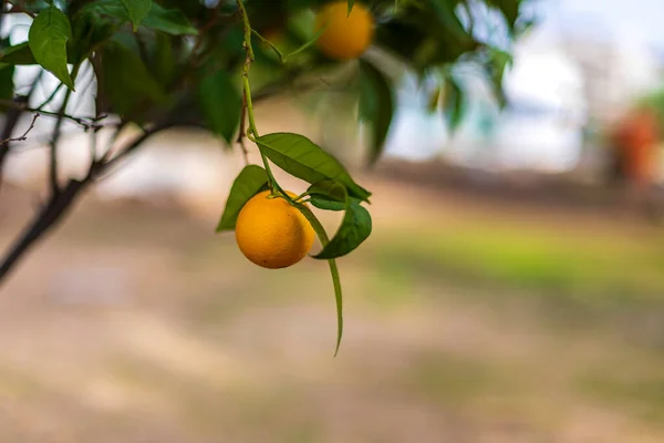 Ripe fruits of an orange tree hanging on branches among green foliage on a blurred background. Selective focus — Stock Photo, Image