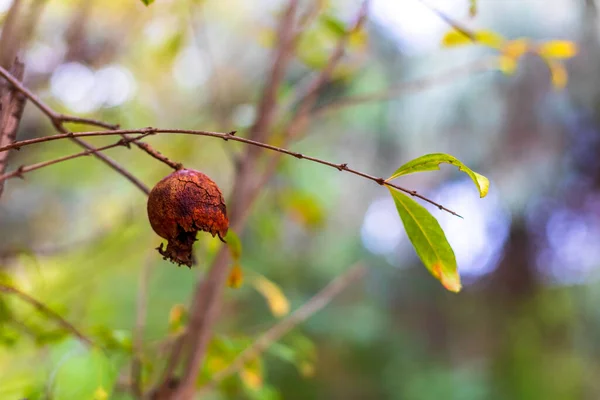 Overripe dry open pomegranate fruits with seeds closeup. Selective focus. — Foto de Stock