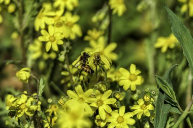 Sarı çiçekler Senecio vernalis ve bulanık yeşil arka planda nektar toplayan bir arı. Seçici odak