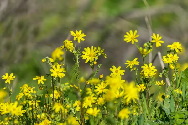 Yellow flowers of Senecio vernalis closeup on a blurred green background. Selective focus — Fotografia de Stock