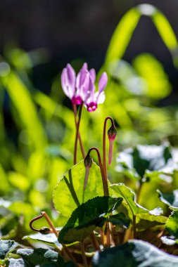 Pembe renkli Cyclamen çiçekleri ve tomurcukları, yeşil çimenlerin bulanık arka planında toplanıyor. seçici odak