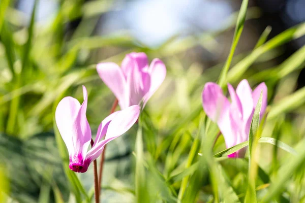 在绿草模糊的背景上，粉红的花朵和柏树的花蕾紧密相连。选择性重点 — 图库照片