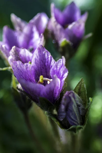 Μωβ λουλούδια του ανθισμένου Mandragora autumnalis. Ότομ Μαντρέικ. Φυτό της Βίβλου. Επιλεκτική εστίαση. — Φωτογραφία Αρχείου