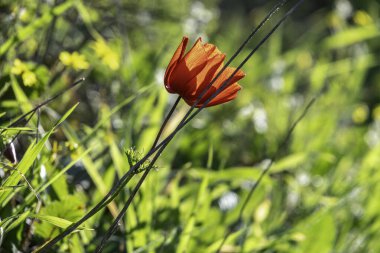 Kırmızı şakayık çiçeği, yeşil çimlerin arka planına yakın çekim yapar.
