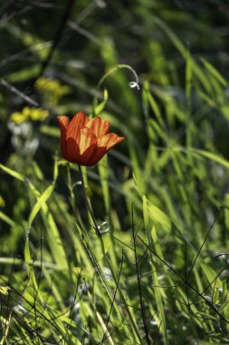 Kırmızı şakayık çiçeği, yeşil çimlerin arka planına yakın çekim yapar.