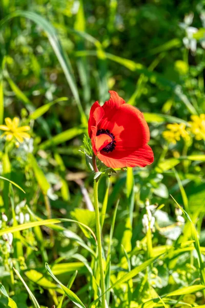 Flor de anémona roja primer plano sobre un fondo de hierba verde a la luz del sol —  Fotos de Stock