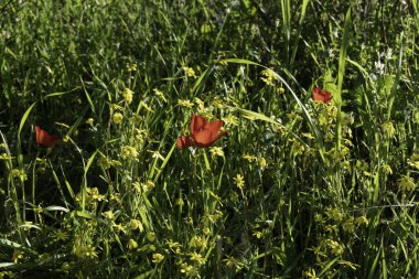 Kırmızı şakayık çiçekleri, güneş ışığında yeşil çimlerin arka planına yaklaşır