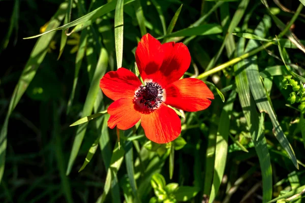 Ovanifrån av röda anemon blomma närbild på en bakgrund av grönt gräs i solljus — Stockfoto