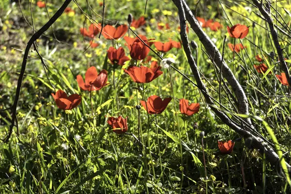 Flores de anémona roja en primer plano sobre un fondo de hierba verde a la luz del sol — Foto de Stock