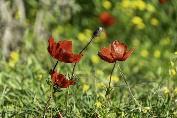 Červená sasanka květiny detailní up na pozadí zelené trávy na slunci — Stock fotografie