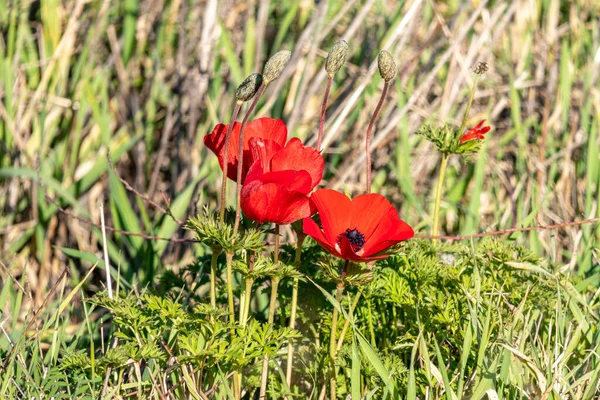 Anémone rouge fleurs gros plan sur un fond d'herbe verte au soleil — Photo