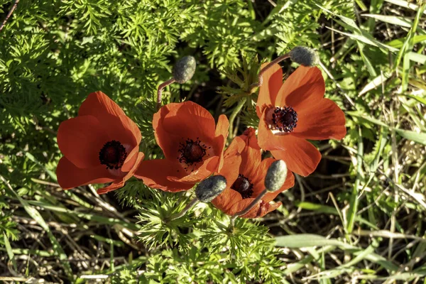 Flores de anémona roja en primer plano sobre un fondo de hierba verde a la luz del sol —  Fotos de Stock