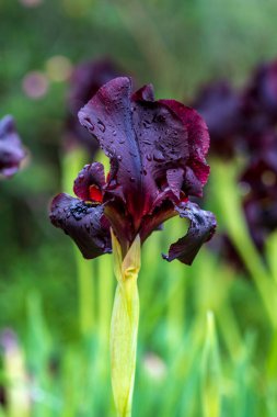Bulanık arka planda çiçek açan siyah süsen çiçekleri. seçici odak