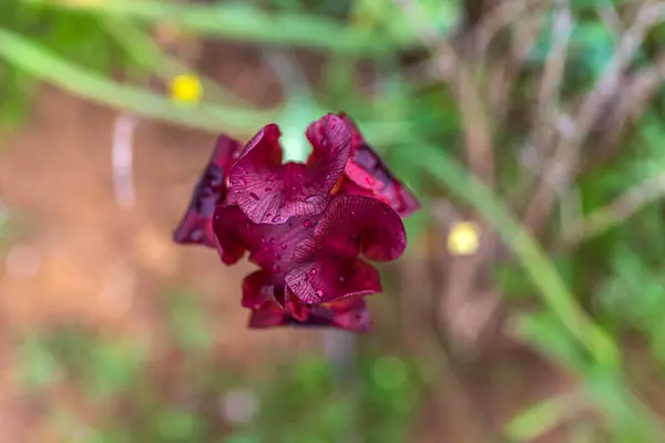 Дикий фиолетовый цветок радужки крупным планом на размытом фоне. селективный фокус — стоковое фото
