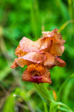 Altın zambak çiçeklerinin üzerine yağmur damlaları. seçici odak
