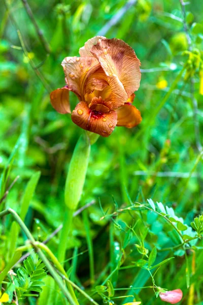 Regentropfen auf goldenen Irisblüten in Großaufnahme. Selektiver Fokus — Stockfoto