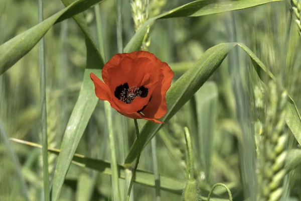 Červený kvetoucí mák květiny mezi zelenými ušima pšenice detailní up — Stock fotografie