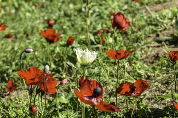 Fält Blommande Vilda Röda Anemoner Och Vita Blommor Närbild Selektivt — Stockfoto