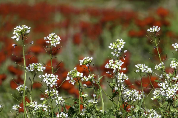 Çiçek Açan Vahşi Kırmızı Şakayıklar Beyaz Çiçekler Seçici Odak — Stok fotoğraf