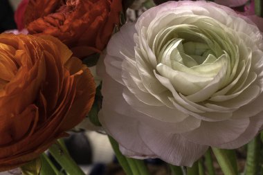 Güzel pembe ve beyaz ranunculus buketi. Görünür taç yaprağı. Çiçek tomurcuklarının parlak desenleri.