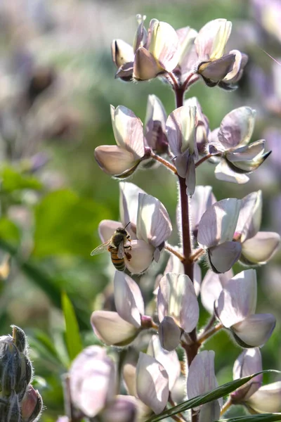 Honigbiene und rosa Lupinenblüte in Nahaufnahme. Selektiver Fokus — Stockfoto