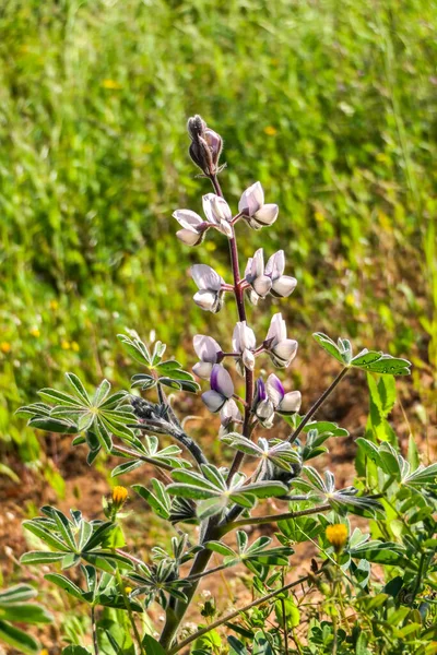 Blüten und Knospen rosa Lupinen in Nahaufnahme auf verschwommenem Hintergrund. — Stockfoto