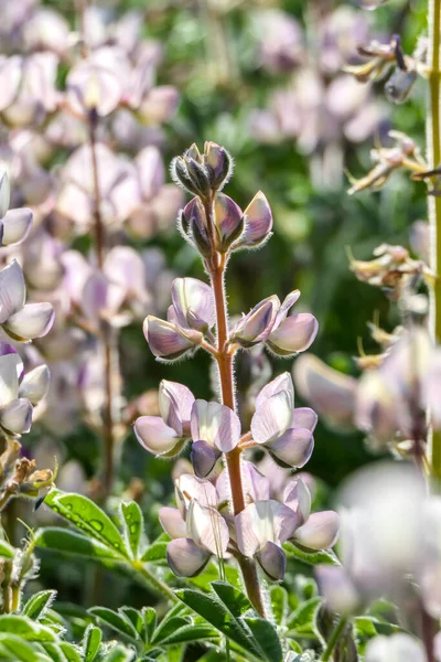 Bloemen en knoppen van roze lupine closeup op een wazige achtergrond. — Stockfoto